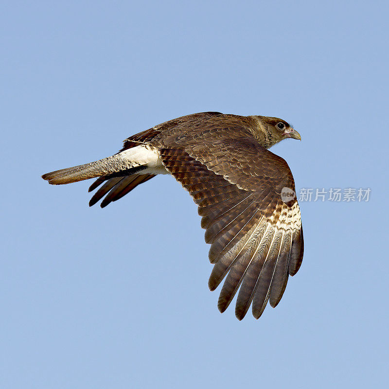 一只Chimango Caracara在安第斯山麓翱翔